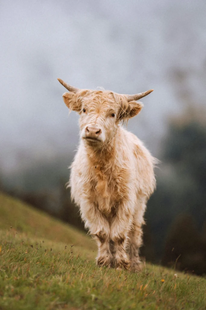 Highland cow film photo