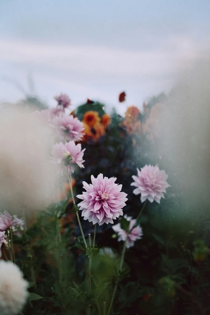 Soft focus analog film photo of pink dahlias